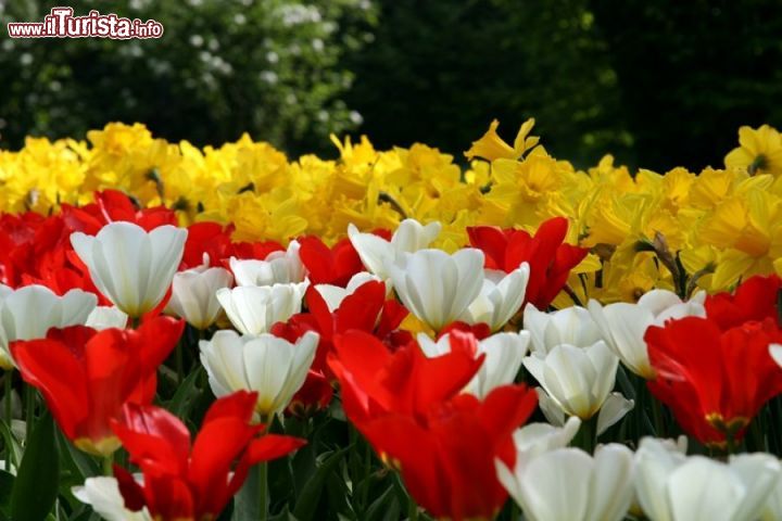 Immagine Particolare dei coloratissimi fiori che incontrate nelle auiole del Parco giardino Sigurtà a Valeggio sul Mincio