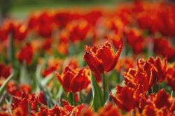 Fioritura al Parco del giardino Sigurtà durante la primavera 2023