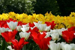 Particolare dei coloratissimi fiori che incontrate nelle auiole del Parco giardino Sigurtà a Valeggio sul Mincio