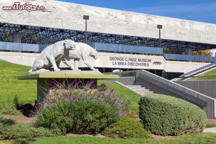 Immagine Ad ovest del centro a Los Angeles troviamo il grande Page Museum: ospita i reperti fossili estratti dalle adiacenti La Brea Tar Pits, delle pozze di catrame e bitumi formatesi durante le ere glaciali e che hanno imprigionato migliaia di animali, fornendoci un notevole spaccato della fauna terrestre di quel periodo - © Ken Wolter / Shutterstock.com