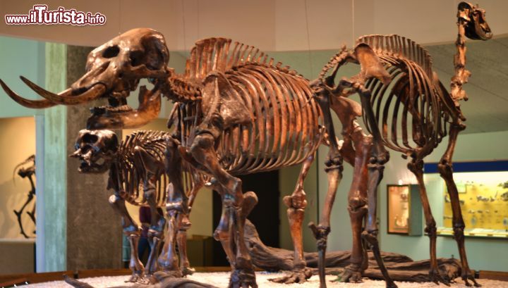 Immagine Scheletri di dinosauri esposti nel museo, ci ricorda che qui durante le ere glaciali vivano questi giganteschi animali. Siamo a La Brea Tar Pits a Los Angeles - © Ken Wolter / Shutterstock.com