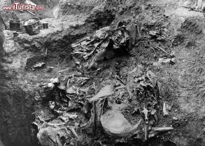 Immagine Ossa fossili imprigionate nell'asfalto e catrame di La Brea Tar Pits, le pozze di bitume nella parte nord-occidentale del centro di Los Angeles - © Everett Historical / Shutterstock.com