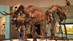 Scheletri di dinosauri esposti nel museo, ci ricorda che qui durante le ere glaciali vivano questi giganteschi animali. Siamo a La Brea Tar Pits a Los Angeles - © Ken Wolter / Shutterstock.com ...