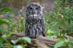 Il museo Skansen a Stoccolma ospita al suo interno anche uno zoo, dove potete ammirare le specie tipiche della Svezia, come questo esemplare di gufo, ed altri animali - © jo Crebbin / Shutterstock.com ...