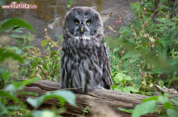 Immagine Il museo Skansen a Stoccolma ospita al suo interno anche uno zoo, dove potete ammirare le specie tipiche della Svezia, come questo esemplare di gufo, ed altri animali - © jo Crebbin / Shutterstock.com