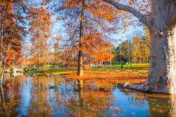 In autunno i grandi alberi di latifoglie nel ...