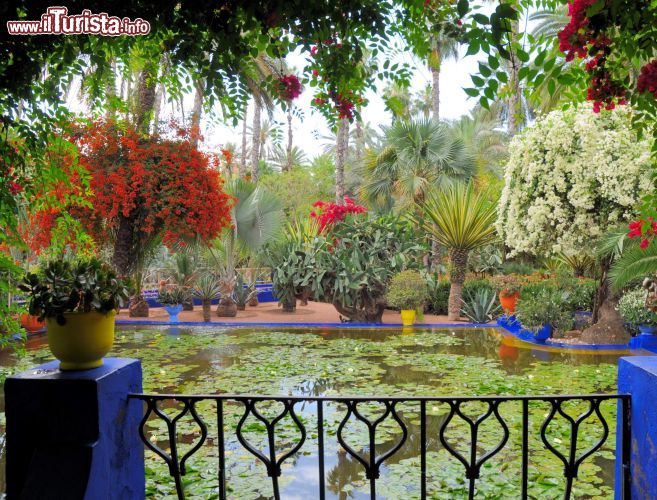 Immagine Giardini di Majorelle (Jardin Majorelle) - L'artista francese Jacques Majorelle si trasferì a Marrakech nel 1919, e si fece costruire una villa liberty con un ampio giardino.