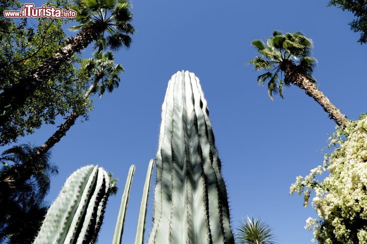 Immagine Anche grandi cactus ed alte palme nei 4 ettari del Giardino Majorelle di Marrakech - © Beatrice Quadri