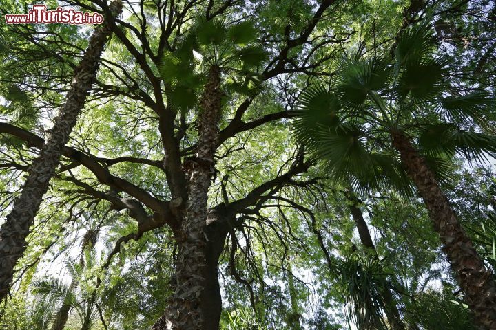 Immagine Un grande albero dentro al Giardino Majorell di Marrakech - © Beatrice Quadri