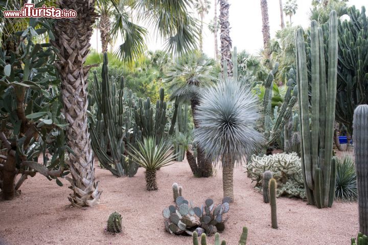 Immagine Una foresta di piante grasse all'interno del Giardino Majorelle di Marrakech - © The Visual Explorer / Shutterstock.com