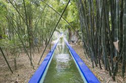 All'interno del giardino Majorelle si trovano varie tipologie du piante che provengono da diverse zone del mondo. In fotografia una foresta di bambù di provenineza asiatca- © ...