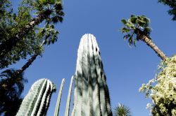 Anche grandi cactus ed alte palme nei 4 ettari del Giardino Majorelle di Marrakech - © Beatrice Quadri