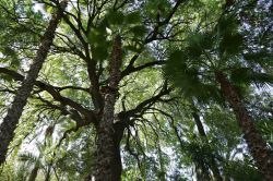 Un grande albero dentro al Giardino Majorell di Marrakech - © Beatrice Quadri