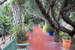 Sono più di 300 le varietà di piante che potete ammirare all'interno del Giardino Majorelle di Marrakech - © The Visual Explorer / Shutterstock.com 