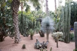 Una foresta di piante grasse all'interno ...