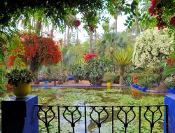 Giardini di Majorelle (Jardin Majorelle) - L'artista francese Jacques Majorelle si trasferì a Marrakech nel 1919, e si fece costruire una villa liberty con un ampio giardino. 