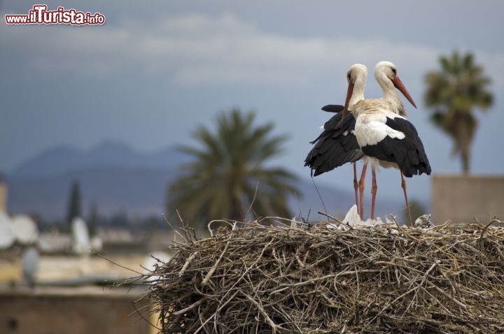 Immagine Le cicogne sulla mura del Palazzo El Badi di Marrakech. Possono essere ammirate dai turisti che vengono a visitare il sud del Marocco in inverno e all'inizio della primavera © Anthon Jackson / Shutterstock.com