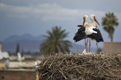 Le cicogne sulla mura del Palazzo El Badi di Marrakech. Possono essere ammirate dai turisti che vengono a visitare il sud del Marocco in inverno e all'inizio della primavera © Anthon ...