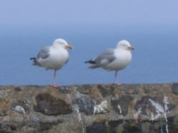 St. Ives