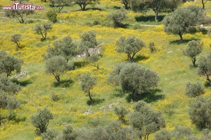Immagine Ulivi e fiori a Umm Qais