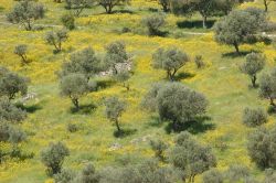 Ulivi e fiori a Umm Qais