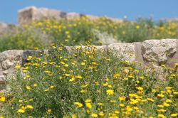 Le rovine di Gadara in mezzo ai fiori