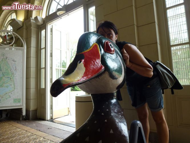 Immagine Il centro accoglienza di Boathouse offre informazioni e notizie sull'ampia varietà di flora e fauna che si possono ammirare a Prospect Park. La missione dell'Audubon Center è quella di conservare e ripristinare gli ecosistemi naturali specializzandosi su uccelli e altri animali selvatici per garantirne la sopravvivenza e la diversità biologica sul pianeta