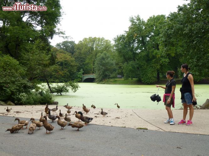 Immagine Papere al Prospect Park di New York City con il Lullwater Bridge a fare da sfondo. Nelle acque del lago che rende ancora più rigogliosa la vegetazione di questo frequentato spazio pubblico della città nuotano papere e anatre di tutte le specie che si lasciano avvicinare, per nulla intimorite, dai visitatori del parco