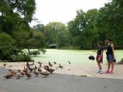 Papere al Prospect Park di New York City con il Lullwater Bridge a fare da sfondo. Nelle acque del lago che rende ancora più rigogliosa la vegetazione di questo frequentato spazio pubblico ...