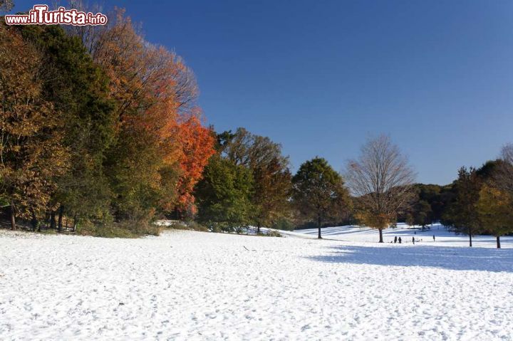 Immagine Neve a Prospect Park. Questo parco pubblico di New York, situato fra i vicini quartieri di Park Slope, Prospect Lefferts Gardens, Ditmas Park e Windsor Terrace a Brooklyn, accoglie ogni anno circa 8 milioni di turisti e residenti che lo visitano in ogni stagione  - © sangaku / Shutterstock.com