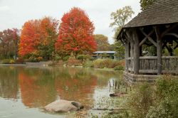 Autunno a Prospect Park. La maggior parte degli alberi di New York inizia a scolorire alla fine di Settembre per poi tingersi di mille tonalità e sfumature nel mese successivo. Per godersi ...