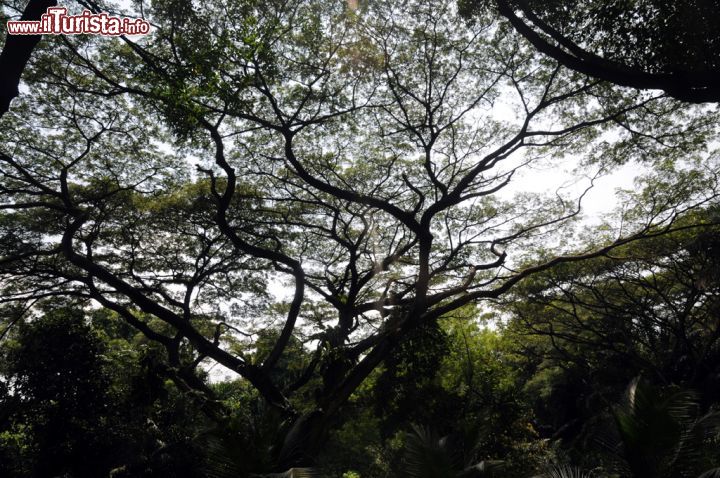 Immagine Un particolare dei viali alberati in cui si può passeggiare all'interno dello Jurong Bird Park andando alla scoperta di questa grande area naturalistica nel cuore di Singapore - © Sonja Vietto Ramus