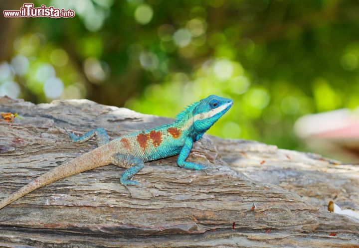 Immagine Aperto al pubblico tutti i giorni dalle 8.30 alle 18, Jurong Bird Park è la più grande area d'Asia dedicata interamente agli uccelli ma è anche interessante per la sua collezioni di rettili. La si può raggiungere comodamente anche con i mezzi pubblici utilizzando la linea metropolitana e i bus. In questa immagine, una coloratissima lucertola asiatica in relax sotto il sole - © Sonja Vietto Ramus