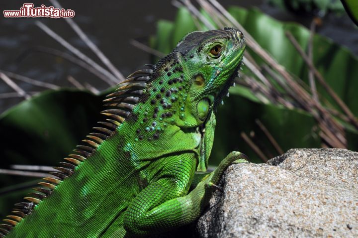 Immagine Simile alla lucertola ma più grossa e lenta: l'iguana possiede una caratteristica cresta sul dorso, molto più evidente nei maschi piuttosto che nelle femmine. Ha una buona vista che le permette anche di distinguere alcuni colori, un eccellente udito e va ghiotta di fiori di ibisco rosso e foglioline tenere di basilico. Questo bell'esemplare di sauro fotografato allo Jurong Bird Park ha livrea verde brillante - © Sonja Vietto Ramus