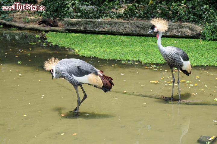 Immagine Due esemplari di gru coronata grigia o sudafricana allo Jurong Bird Park. Facilmente riconoscibile per via della cresta che porta sulla testa, questo uccello della famiglia delle gru vive normalmente in habitat erbosi e umidi vicino a laghi e grandi fiumi. Nella riserva naturale di Singapore si può ammirare un gruppo di gru nell'area loro dedicata tra Flamingo Lake e Flamingo Pool  - © Sonja Vietto Ramus