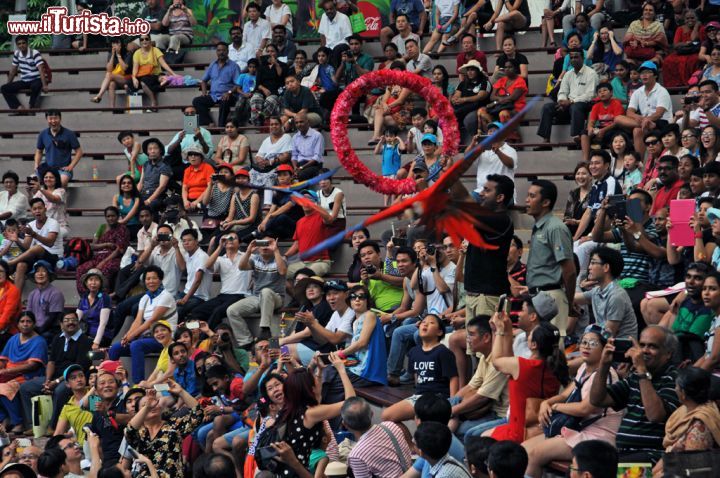 Immagine Un momento dello spettacolo "High Flyers Show" che prevede, fra l'altro, il passaggio contemporaneo in volo di due pappagalli ara all'interno di uno stesso cerchio colorato. Si tratta di una delle attrazioni più applaudite e fotografate dal pubblico - © Sonja Vietto Ramus