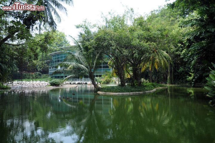 Immagine Uno dei laghi che ospita l'ampia varietà di uccelli che trovano rifugio in quest'oasi urbana di Singapore. Obiettivo del parco è migliorare la conoscenza e l'apprezzamento della fauna fra le migliaia di persone che ogni anno si recano in visita allo Jurong Bird Park grazie all'organizzazione di mostre naturalistiche e a interessanti sessioni interattive per imparare ad avvicinarsi agli ospiti della riserva nel loro più totale rispetto e nutrendoli - © Sonja Vietto Ramus