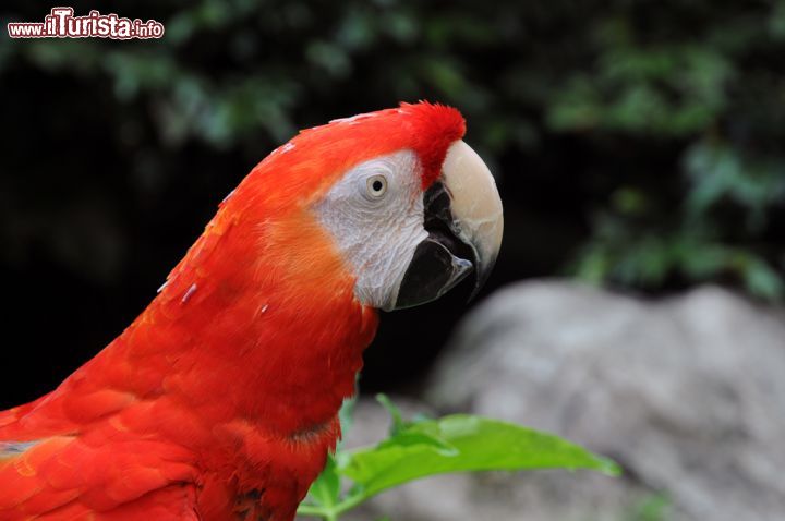 Immagine E' una delle guest star dello Jurong Bird Park: il pappagallo ara (in questo caso un'ara rossoverde) è dotato di lunga coda, ali strette e lunghe e un piumaggio dai colori vivaci. Le sue misure possono variano dai 46 ai 95 cm in grandezza e dai 290 ai 1700 grammi di peso in base alla specie. I colori del loro piumaggio sono spettacolari: quattro sono prevalentemente verdi, due azzurre e gialle e tre, fra cui l'estinta ara di Cuba, quasi tutte rosse. Hanno un grosso becco curvato all'ingiù e una zona di pelle glabra attorno agli occhi che si estende sino alla base del becco. Si cibano di semi e frutti di qualità differente in base alla specie e all'habitat in cui vivono - © Sonja Vietto Ramus