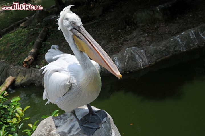 Immagine Al Pelican Cove dello Jurong Bird Park è ospitato uno dei più grandi gruppi in cattività di pellicani presenti in ben 7 delle 8 specie esistenti al mondo: in questa fotografia un esemplare di "Dalmatian Pelican", la più grande fra le varietà che può raggiungere anche i 15 kg di peso - © Sonja Vietto Ramus