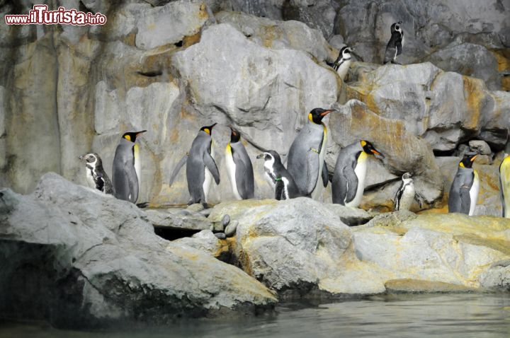 Immagine Simpatici pinguini nella Penguin Coast dello Jurong Bird Park. L'area interna, climatizzata, ospita un centinaio di esemplari fra Humboldt, macaroni o "dalla fronte dorata" e pinguini re: i visitatori possono ammirarli mentre nuotano a siluro e si muovono fra acqua e ghiaccio - © Sonja Vietto Ramus 