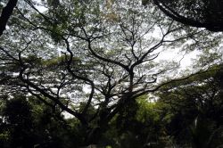 Un particolare dei viali alberati in cui si può passeggiare all'interno dello Jurong Bird Park andando alla scoperta di questa grande area naturalistica nel cuore di Singapore - © ...