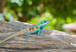 Aperto al pubblico tutti i giorni dalle 8.30 alle 18, Jurong Bird Park è la più grande area d'Asia dedicata interamente agli uccelli ma è anche interessante per la sua ...