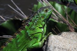 Simile alla lucertola ma più grossa e lenta: l'iguana possiede una caratteristica cresta sul dorso, molto più evidente nei maschi piuttosto che nelle femmine. Ha una buona ...