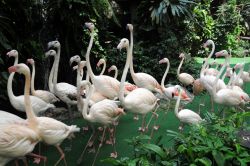 Fenicotteri allo Jurong Bird Park. Appartenenti alla famiglia Phoenicopteridae, questi eleganti uccelli vivono in grossi stormi nelle aree acquatiche e hanno dimensioni che variano dal metro ...