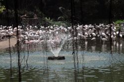 Estate al Flamingo Lake: un gruppo di fenicotteri si rinfresca nell'acqua di una delle due aree dedicate a questi eleganti pennuti dal piumaggio rosa - © Sonja Vietto Ramus
