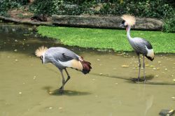 Due esemplari di gru coronata grigia o sudafricana allo Jurong Bird Park. Facilmente riconoscibile per via della cresta che porta sulla testa, questo uccello della famiglia delle gru vive normalmente ...