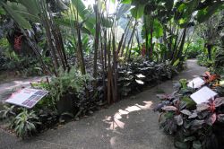L'Heliconia Walk della riserva naturale di Singapore. Se volete ammirare da vicino questa specie erbacea di grandi dimensioni con foglie ovaliformi e infiorescenze molto vistose, erette ...
