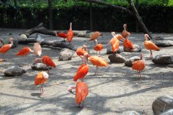 Un gruppo di ibis scarlatti nell'area loro dedicata allo Jurong Bird Park di Sinagpore. Dopo aver passeggiato nell'Heliconia Walks si raggiunge questo ampio recinto che ospita decine ...