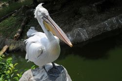 Al Pelican Cove dello Jurong Bird Park è ospitato uno dei più grandi gruppi in cattività di pellicani presenti in ben 7 delle 8 specie esistenti al mondo: in questa fotografia ...