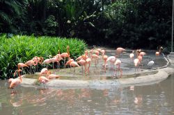Fenicotteri alla Flamingo Pool dello Jurong Bird Park: più la loro colorazione è rosa o rosso vermiglio più sono desiderabili come partner da altri fenicotteri. Il piumaggio ...